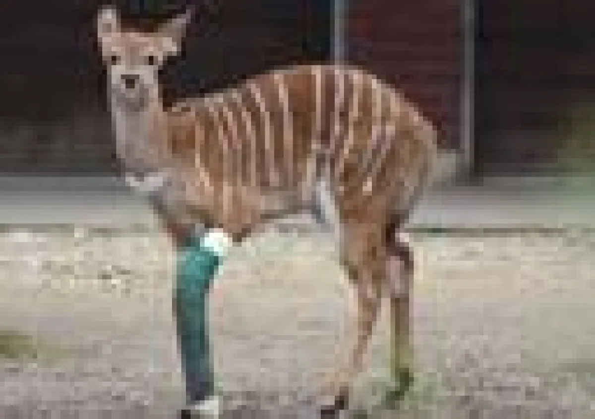 Stürmischer Nyala-Nachwuchs