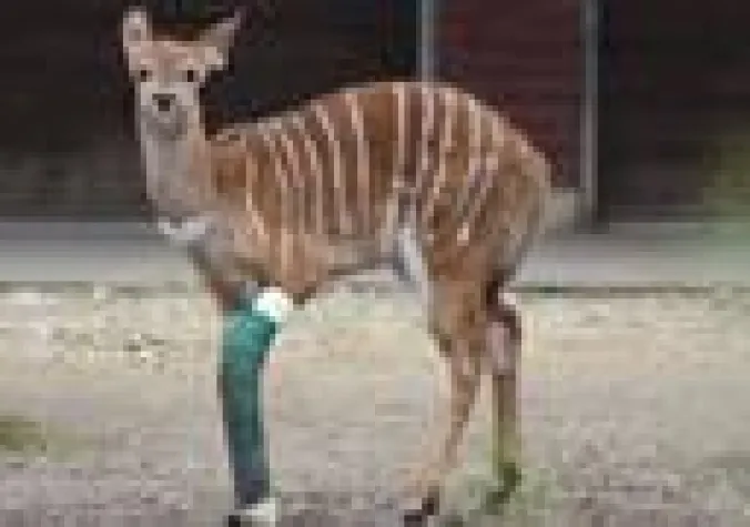 Bild: Antilope mit Gipsbein im Erlebnis-Zoo Hannover