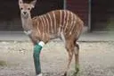 Antilope mit Gipsbein im Erlebnis-Zoo Hannover Bild: Antilope mit Gipsbein im Erlebnis-Zoo Hannover