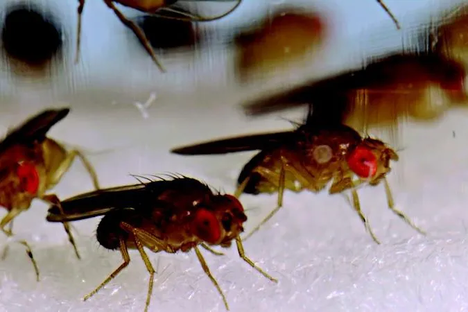 Bild: Frische Gene auf dem „verfallenden“ Y-Chromosom
