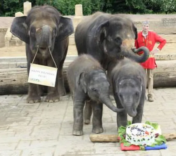 Bild: Elefantöse Tortenschlacht im Erlebnis-Zoo Hannover