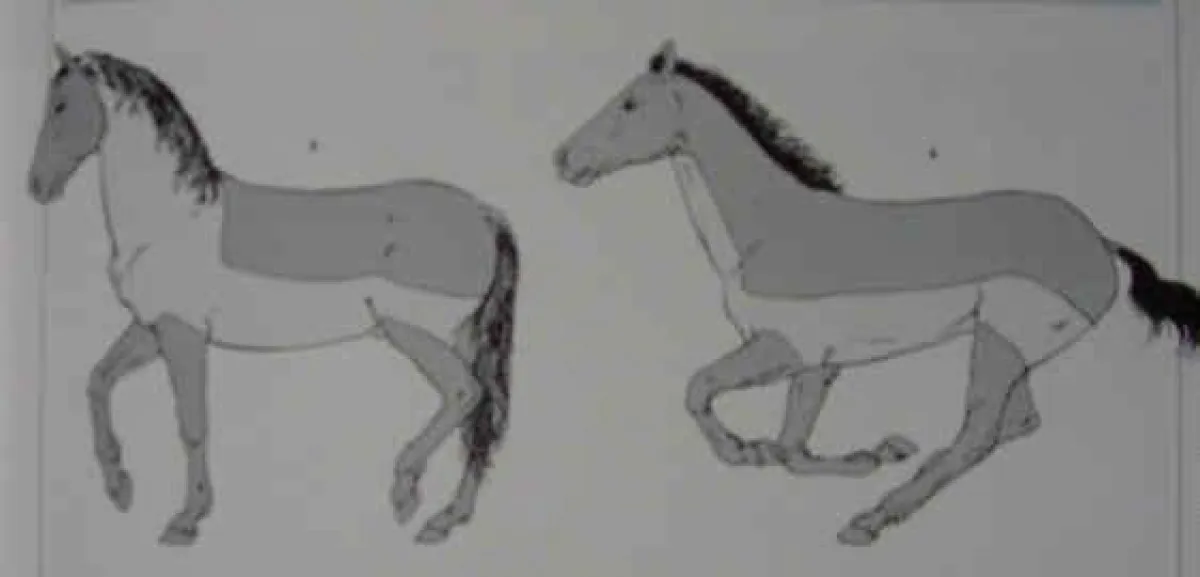 Pferdeschur im Winter ist wichtig.