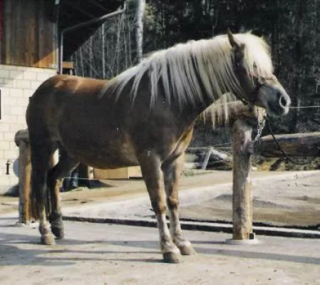 Bild: Vorsicht Pferdebesitzer: Hufrehegefahr