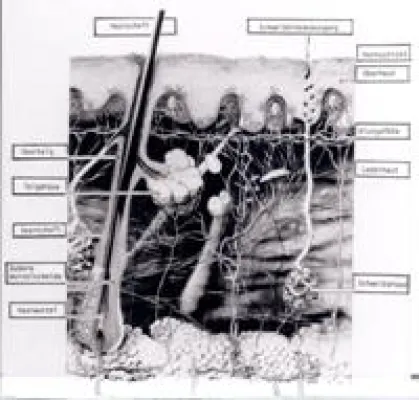 Die richtige Haarpflege zur Vorbeugung gegen Haarausfall, Schuppen und juckende Kopfhaut Bild: Die richtige Haarpflege zur Vorbeugung gegen Haarausfall, Schuppen und juckende Kopfhaut