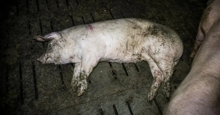 Bild: Schweinemäster aus dem Kreis Steinfurt vor Gericht - Hauptverhandlung wegen Tierschutzverstößen