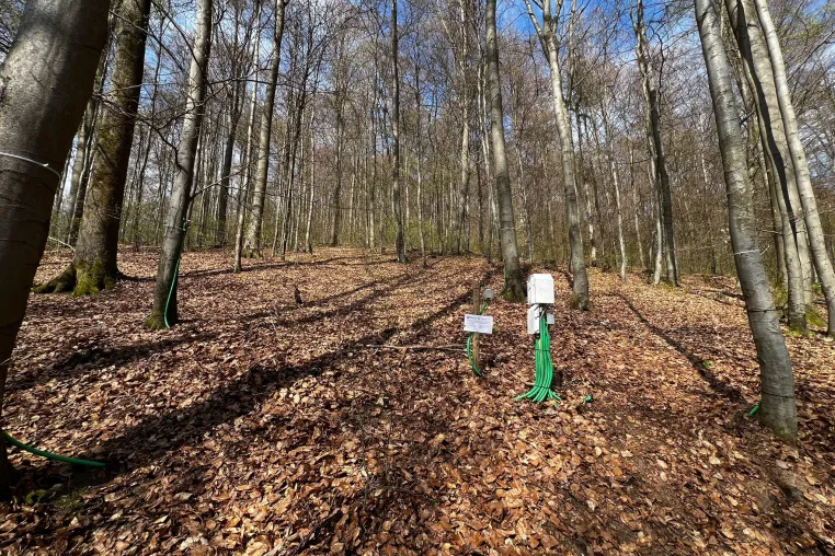 Buchen im Trockenstress Bild: Buchen im Trockenstress