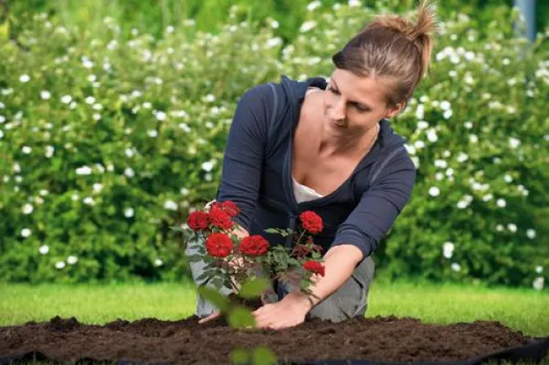 Bild: Hochwertige Erde für anspruchsvolle Rosen