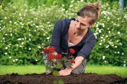 Bild: Hochwertige Erde für anspruchsvolle Rosen
