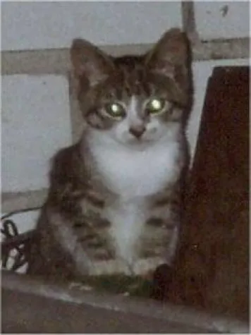 Bild: Neue Katzenschutzinitiative