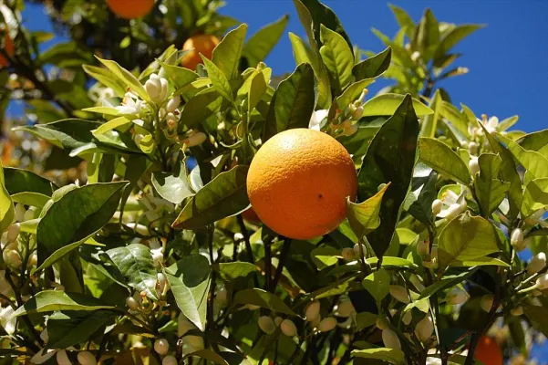 Bild: Sóller kämpft um das Gold von den Bäumen: Agrarerzeuger auf Mallorca auf neuen Wegen