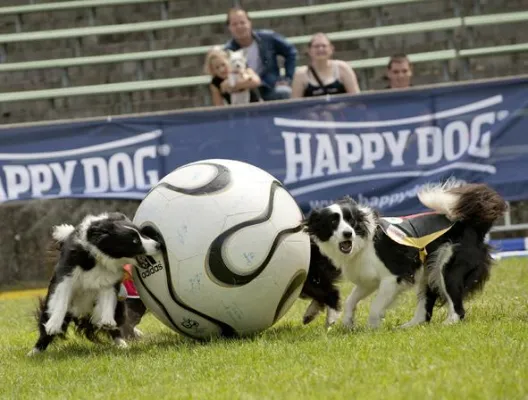 Bild: Ein Vergnügungspark für Hunde