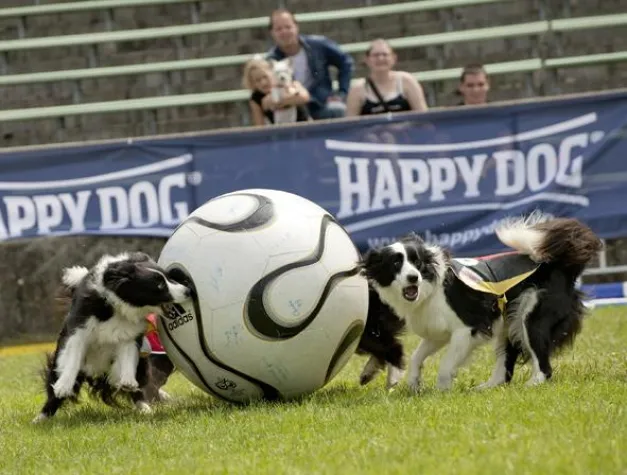 Ein Vergnügungspark für Hunde Bild: Ein Vergnügungspark für Hunde