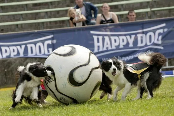 Bild: Ein Vergnügungspark für Hunde