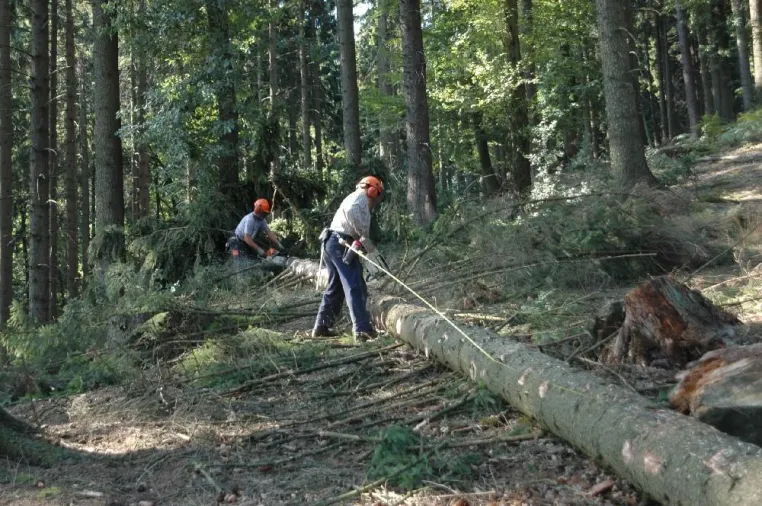 Bild: Gepflegte Wälder sind Klimaschützer