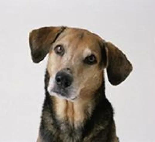 „Vollkasko“ für den Hund schließt riskante Haftungslücke Bild: „Vollkasko“ für den Hund schließt riskante Haftungslücke