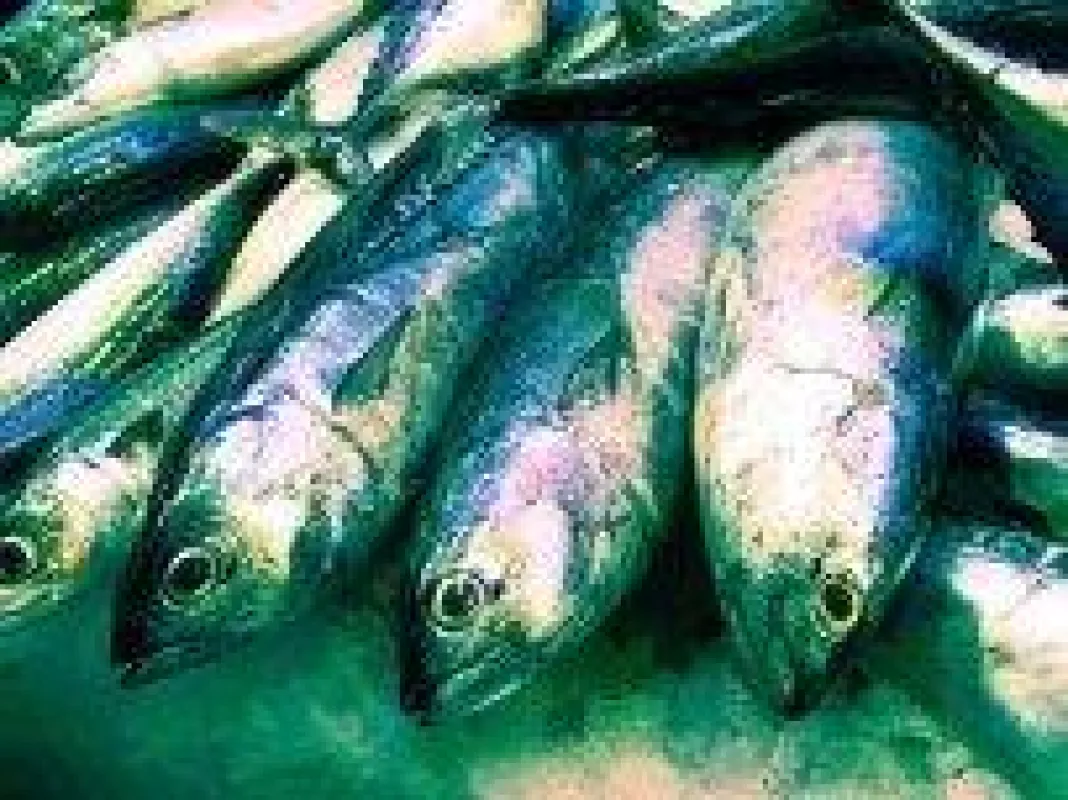 Fisch während der Schwangerschaft für eine gesunde Entwicklung des Babys/Quelle: Photocase