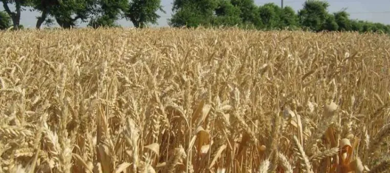 Bild: Landwirtschaft in Usbekistan in den Jahren der Unabhängigkeit