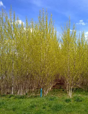 Energieholz-Fonds „Wald:Energie“ wieder verfügbar: Attraktive Renditen aus nachhaltigem Energieholz-Anbau. Bild: Energieholz-Fonds „Wald:Energie“ wieder verfügbar: Attraktive Renditen aus nachhaltigem Energieholz-Anbau.