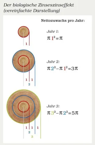 Bild: Biologischer Zinseszinseffekt - Waldinvestments