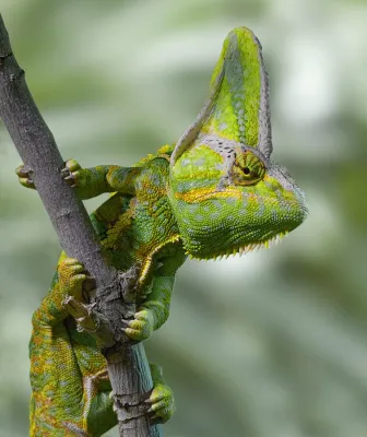 Bild: Fotoerlebnis „Terrarienfotografie“ im Reptilium Landau