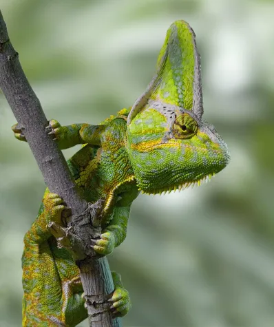 Bild: Fotoerlebnis „Terrarienfotografie“ im Reptilium Landau