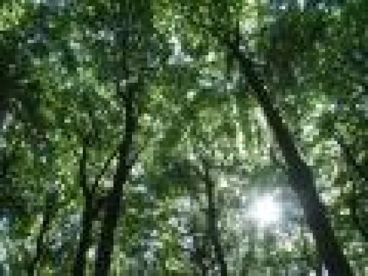 Bild: IST-Studieninstitut pflanzt 6.000 Bäume