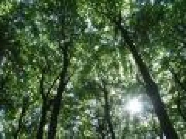 Bild: IST-Studieninstitut pflanzt 6.000 Bäume