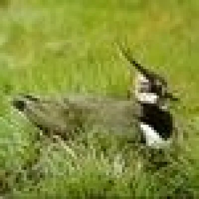 Bild: Landkauf für den Kiebitz