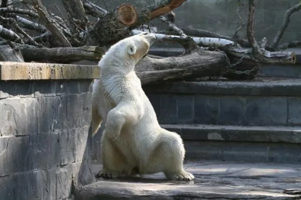 Neue PETA-Recherche zur Eisbärenhaltung - Verhaltensstörungen sind in deutschen Zoos an der Tagesordnung Bild: Neue PETA-Recherche zur Eisbärenhaltung - Verhaltensstörungen sind in deutschen Zoos an der Tagesordnung