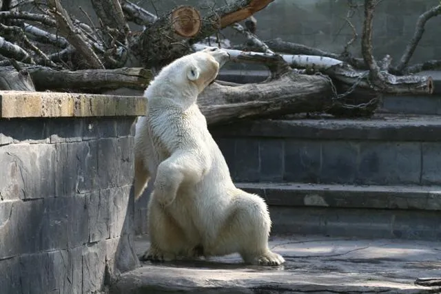 Bild: Neue PETA-Recherche zur Eisbärenhaltung - Verhaltensstörungen sind in deutschen Zoos an der Tagesordnung