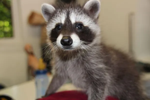 Tierschutz: Tierschutzverein BMT versorgt rund 5.000 Tiere in Deutschland, in Hamburg waren es 2018 rund 1.300 Bild: Tierschutz: Tierschutzverein BMT versorgt rund 5.000 Tiere in Deutschland, in Hamburg waren es 2018 rund 1.300