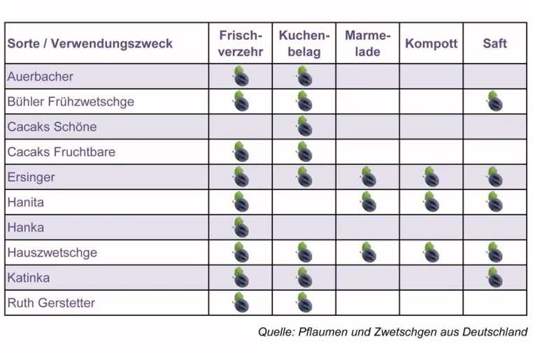 Für jeden Gaumen ein blaues Wunder: Großes Angebot an heimischen Pflaumen und Zwetschgen Bild: Für jeden Gaumen ein blaues Wunder: Großes Angebot an heimischen Pflaumen und Zwetschgen
