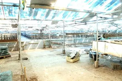 Bild: Erstmals Videoaufnahmen aus schlimmster Nerzfarm Deutschlands