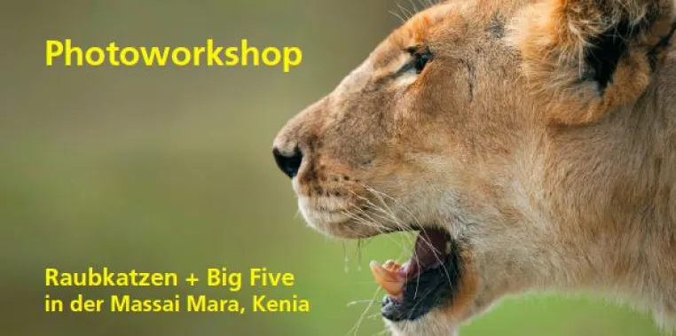 Fotosafari Big Five 16. – 23. November 2013 & 08. – 15. März 2014 in der Massai Mara, Kenia Bild: Fotosafari Big Five 16. – 23. November 2013 & 08. – 15. März 2014 in der Massai Mara, Kenia