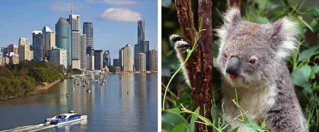 Bild: NEU: Koalas betreuen und Englisch lernen