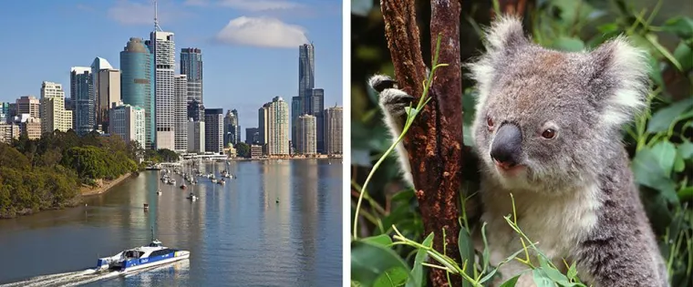 Bild: NEU: Koalas betreuen und Englisch lernen