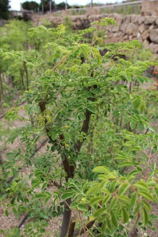 Moringa Oleifera auf der moringafarm Tenerife