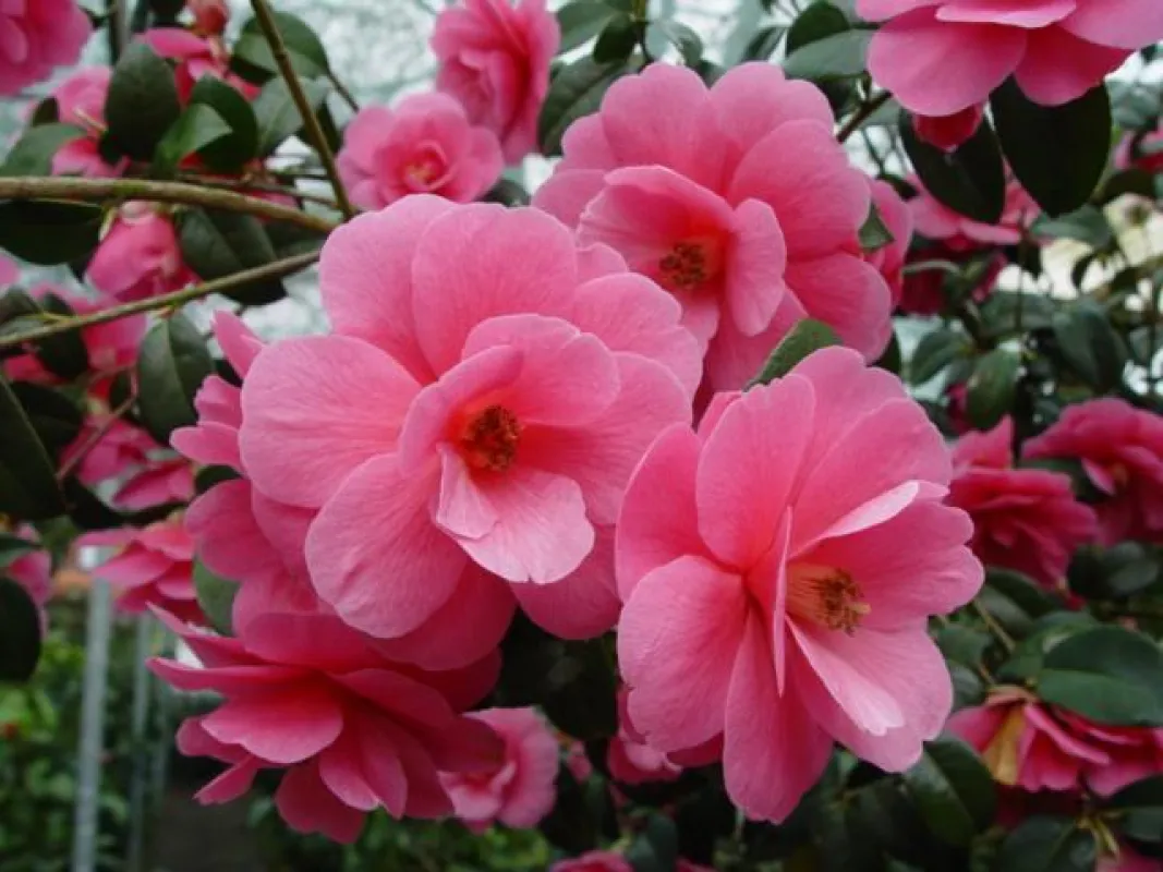 Kamelienblüte im Kamelienparadis Wingst