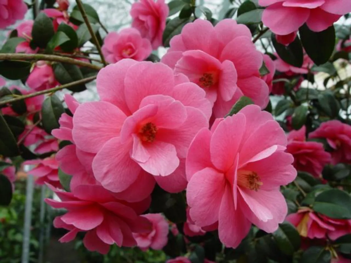 Kamelienblüte im Kamelienparadis Wingst