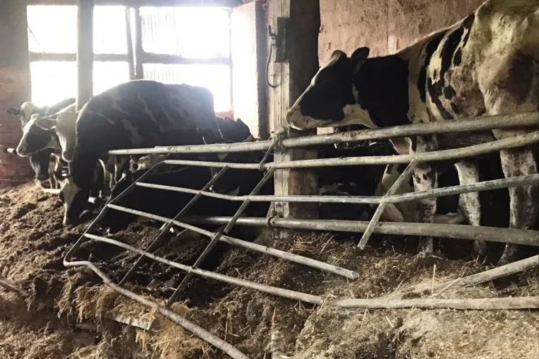 Tierquälerei im brandenburgischen Kremmen: Rinder stehen im eigenen Kot in einem heruntergekommenen Stall Bild: Tierquälerei im brandenburgischen Kremmen: Rinder stehen im eigenen Kot in einem heruntergekommenen Stall