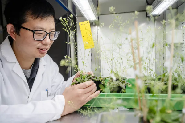 Bild: Altes Rätsel um die Proteinverteilung in Pflanzenzellen gelöst