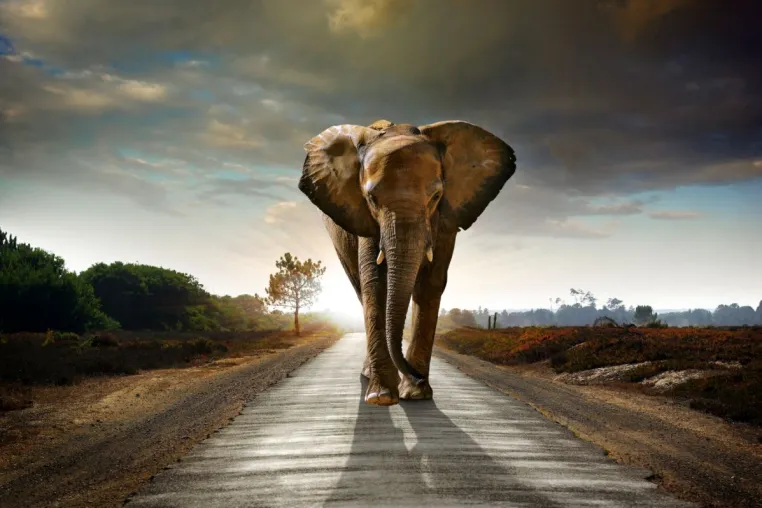 Bild: Tembo Gold geht nächsten Schritt in Transformation zum Goldproduzenten