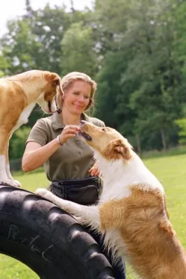 Erstmals auch in Norddeutschland: Ausbildung zum gewaltfreien Hundetrainer bei animal learn Bild: Erstmals auch in Norddeutschland: Ausbildung zum gewaltfreien Hundetrainer bei animal learn