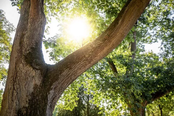 Bild: Depressive Symptome nach Krebserkrankung - Behandlung in reinen Frauengruppen