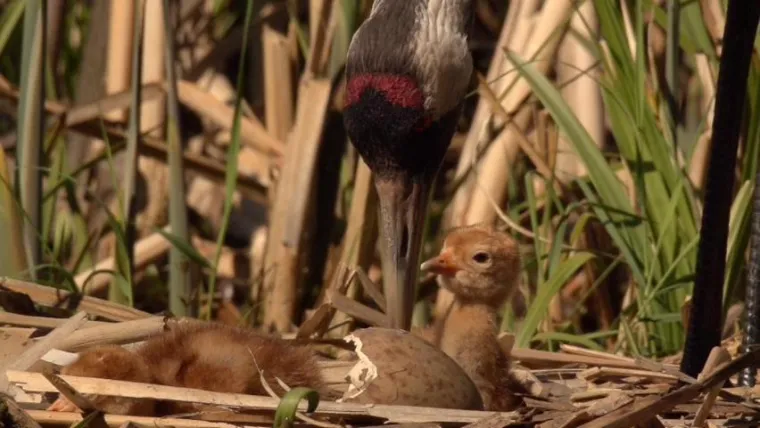 Bild: Nordvorpommersche Waldlandschaft in fazinierenden Bildern