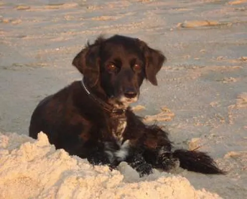 Bild: Sinnvolle Versicherungen für den Hund - Hundehaftpflicht und Hunde-OP Kranken