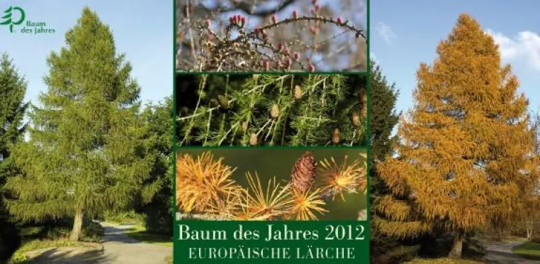 Bild: PFLANZMICH.DE UNTERSTÜTZT DIE NATUR MIT DEM BAUM DES JAHRES 2012 - DER EUROPÄISCHEN LÄRCHE