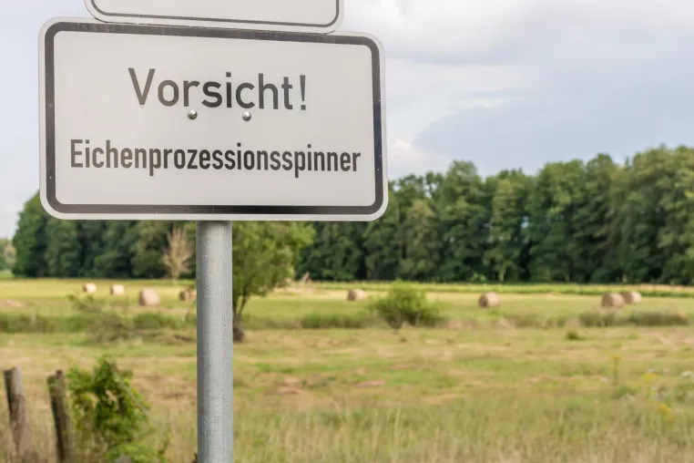 Bild: Der Eichenprozessionsspinner schlüpft wieder – So kann er präventiv bekämpft werden