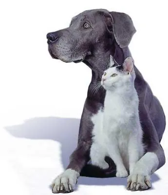 Bild: Der Besuch beim Tierarzt wird 12 Prozent teurer- Hunde-OP Versicherung schützt Sie vor diesen Kosten