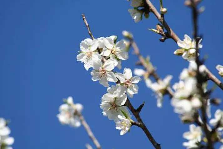 Bild: Mandelblüte auf Mallorca